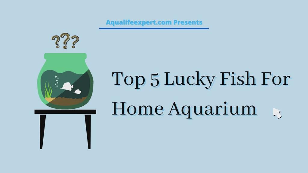 'Video thumbnail for Top 7 Lucky Fish For Home Aquarium'