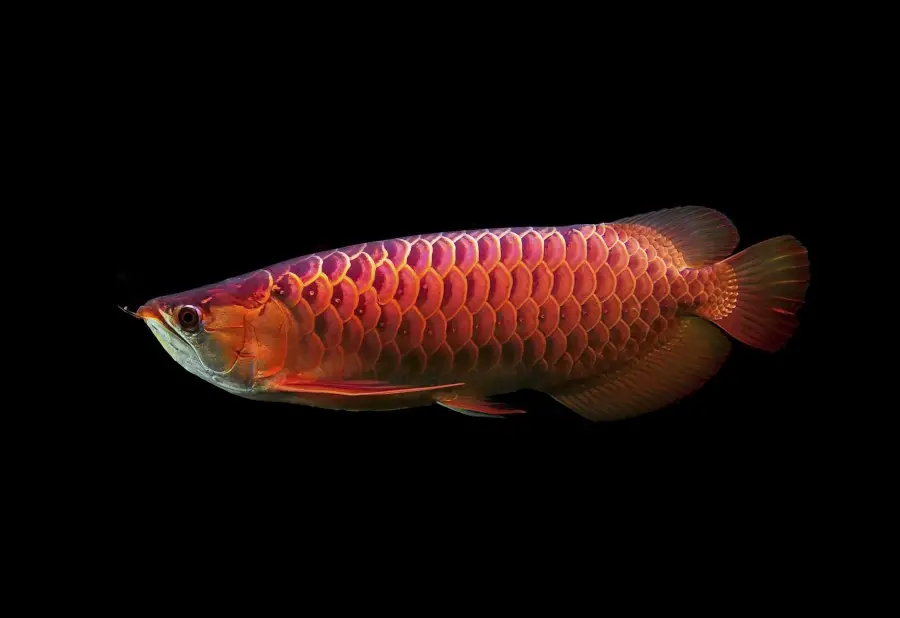 Arowana: The Dragon Fish