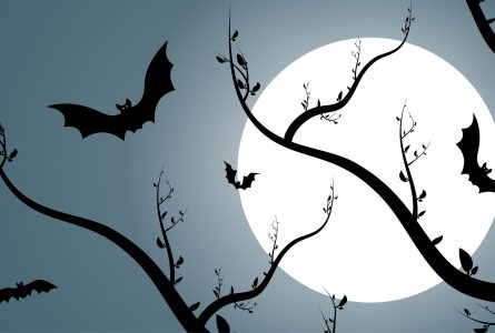 Bats as Symbol in Chinese Culture and Feng Shui (Meaning - How to Use it)