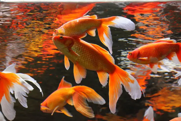 Goldfish in Chinese Culture and Feng Shui