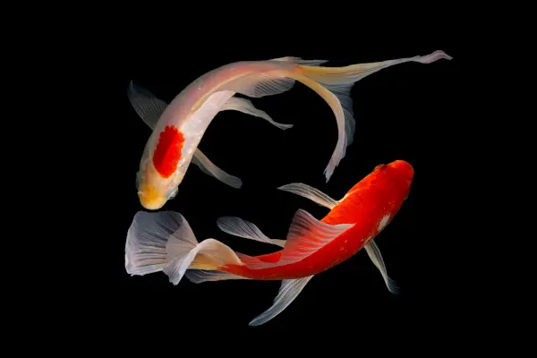 Goldfish in Chinese Culture and Feng Shui