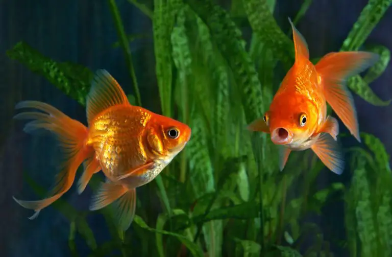 Goldfish in Chinese Culture and Feng Shui