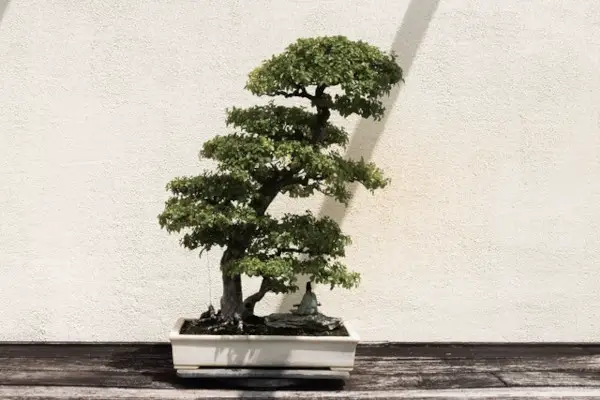 chinese elm bonsai tree