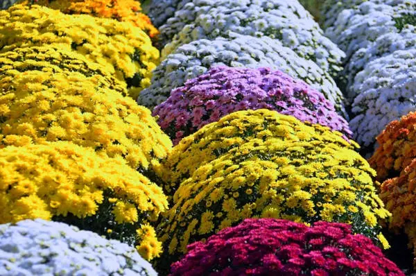 Meaning of Chrysanthemum Colors