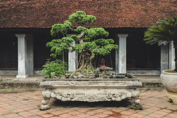 Chinese Elm Bonsai Tree - Styles, Care, Pruning, Problems