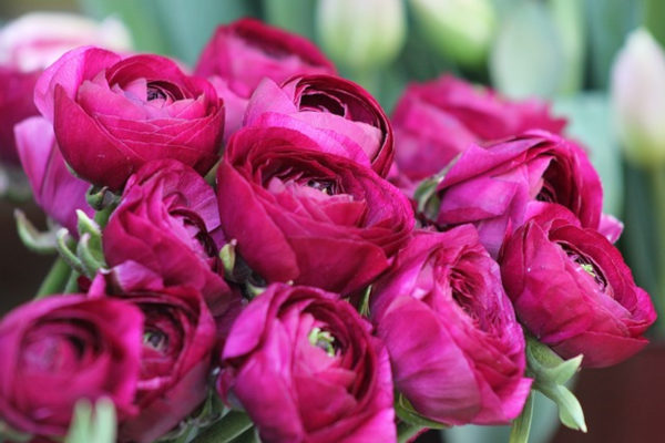 Meaning & Symbolism of Peony Colors