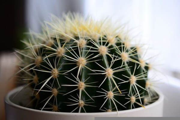Things you Should not Keep at Home According to Feng Shui - Cacti and other spiky plants
