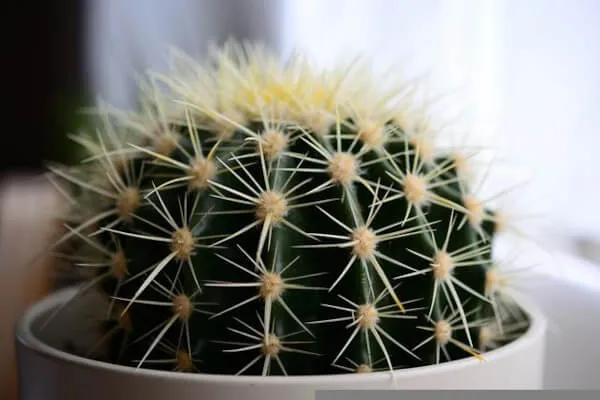 Things you Should not Keep at Home According to Feng Shui - Cacti and other spiky plants