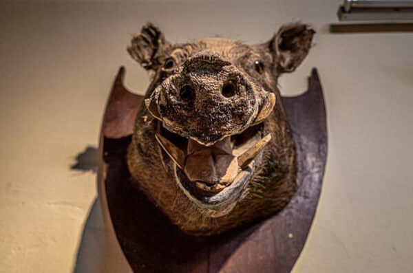 Things you Should not Keep at Home According to Feng Shui - Taxidermy 