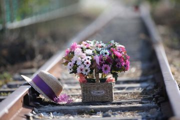 In Chinese culture, the chrysanthemum (菊花 Jú huā) is a distinctive symbol. Since ancient times, Chinese experts have considered chrysanthemum, bamboo, orchid, and plum blossom as the "Four Noble Plants in Chinese Culture."