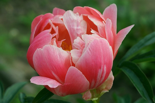 Symbolism of the Number of Peony Buds