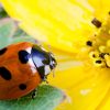 Even though ladybugs are native to North America, their symbolism has reached all corners of the world and is well respected. They are seen as positive omens and indicators of good luck all across the world.

Ladybugs, unlike other insects, are typically seen as clean, unharmful, and adorable due to their rounded form and dotted spots over a colorful background.