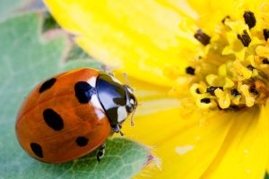 Ladybug on flower