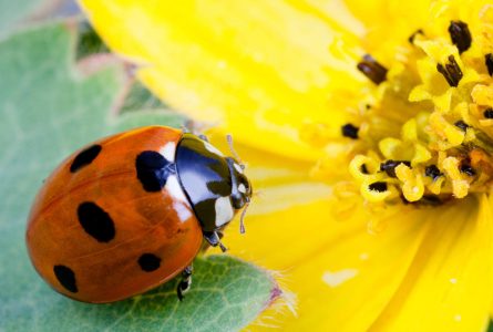 Ladybug Symbolism in Chinese Culture and How to Use it as Feng Shui Symbol