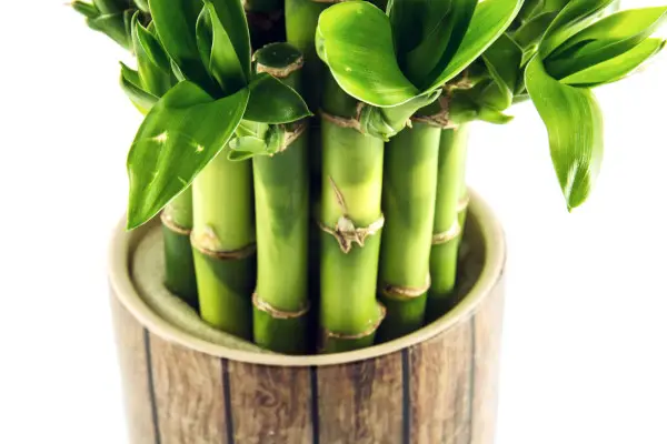 Lucky bamboo plant