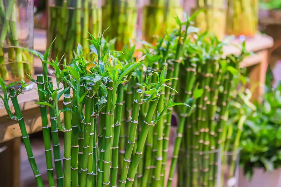 Lucky Bamboo in Feng Shui