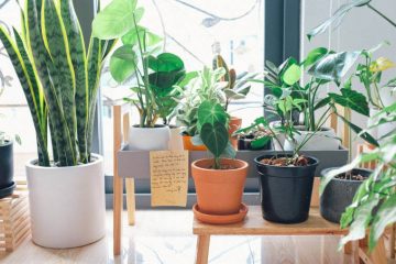 According to the teachings of Feng Shui, indoor plants do a lot more for us than their science-backed benefits suggest. Some plants are luck magnets, and having them in your home grants the universe permission to send luck your way.