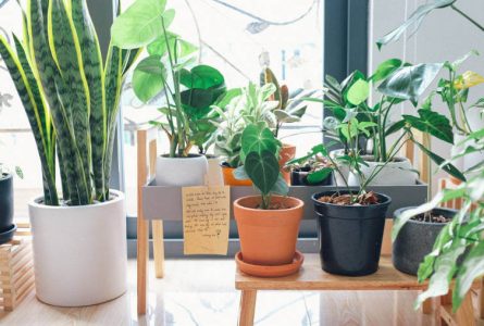 What are the 7 Lucky Plants for Your Home According to Feng Shui? – Which Should You Avoid?