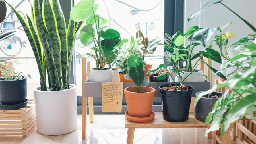 7 Lucky Plants for Your Home According to Feng Shui