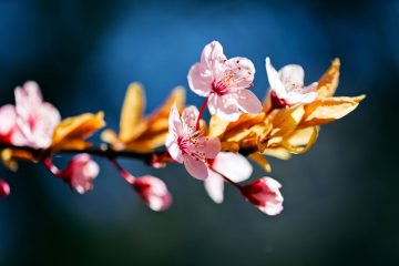 The plum blossom (梅花) is the flower that immediately makes you think of Asian culture. Plum blossom is one of the most popular flowers among Chinese people, and it is widely available and cultivated across the country. The plum blossom is remarkable enough to be named their national flower due to its lengthy history and significance.