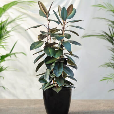 Rubber Plant (Ficus)