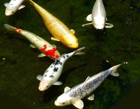 Koi Fish