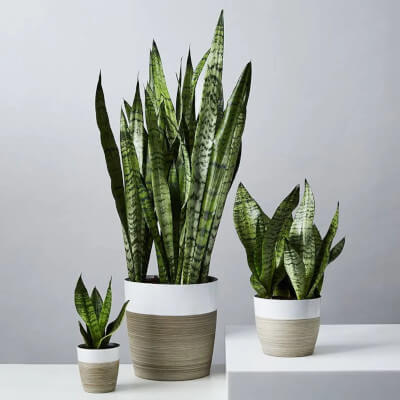 Snake Plant