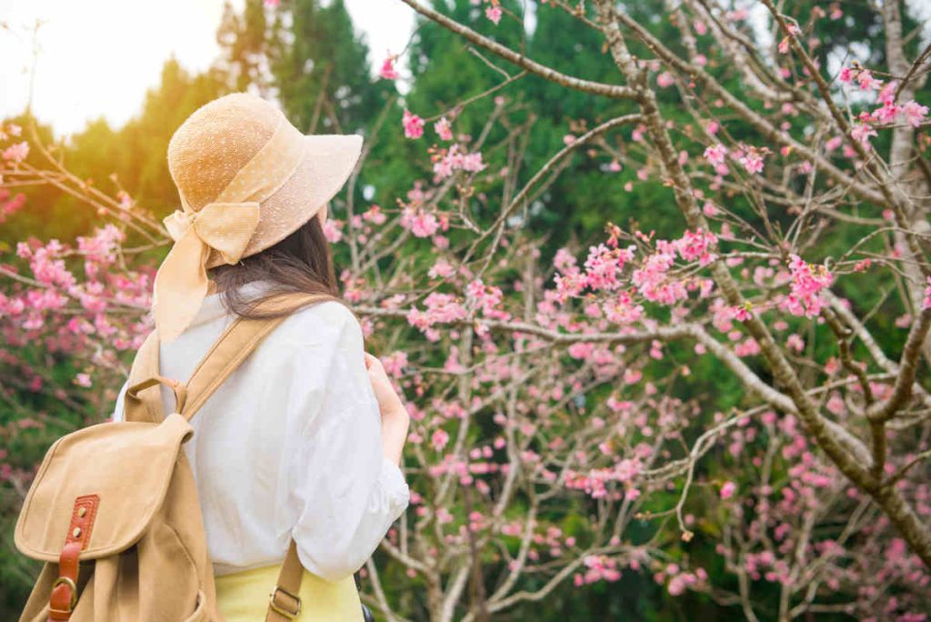 back view of tourist travel female student watching cherry blossom flowers enjoying spring vacation