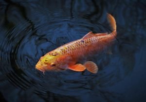 Koi Fish in Chinese Culture and Feng Shui