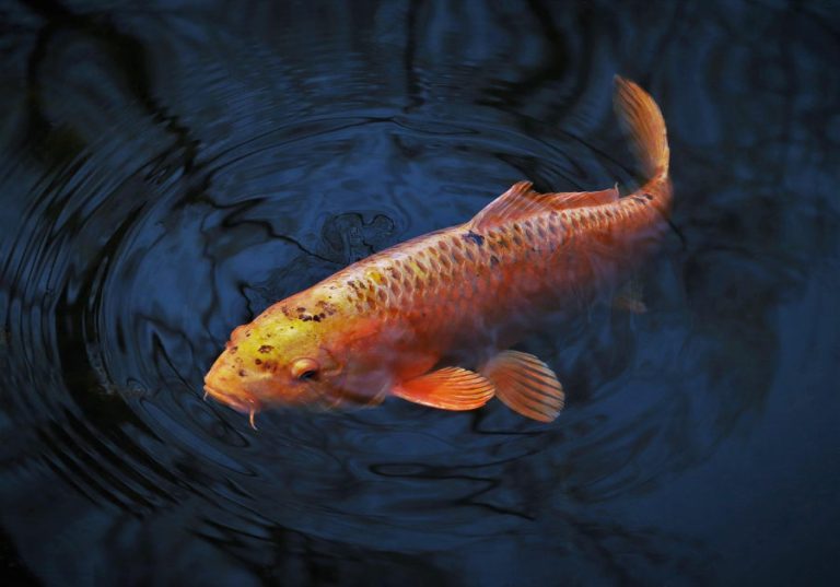 Koi Fish in Chinese Culture and Feng Shui