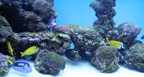 Aquarium in Feng Shui