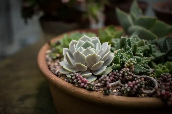 Succulents in feng shui