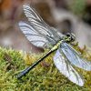 The dragonfly, known as qing ting (蜻蜓) in Chinese, is a remarkable insect celebrated for its beauty and grace. With its iridescent wings and agile flight, the dragonfly captures the imagination and embodies a sense of freedom and elegance.