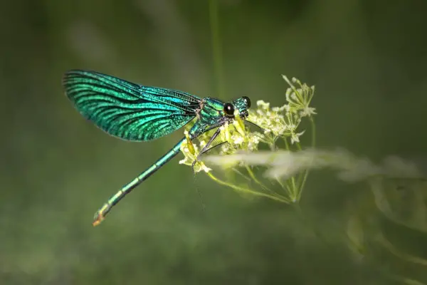 dragonfly