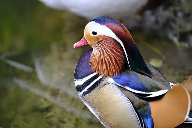 Mandarin ducks