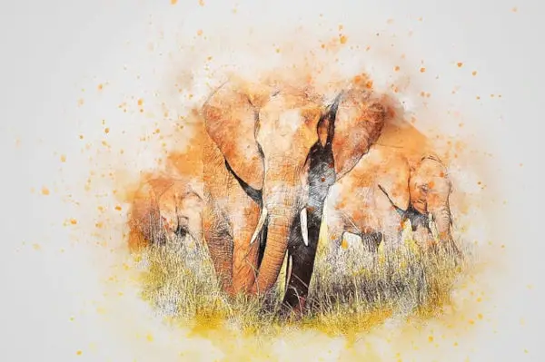 elephant