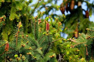 The pine tree in Chinese culture