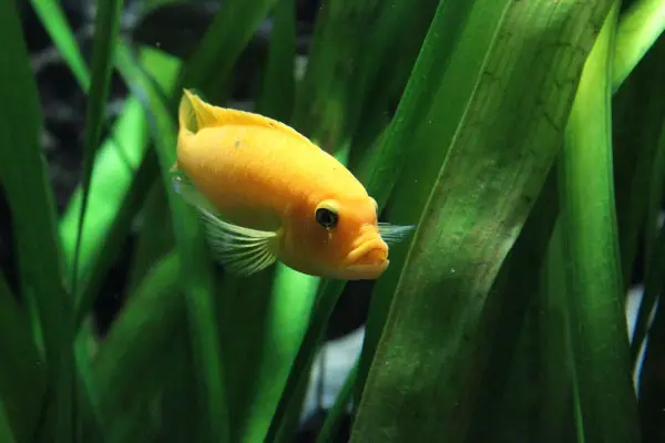 Aquarium in Feng Shui