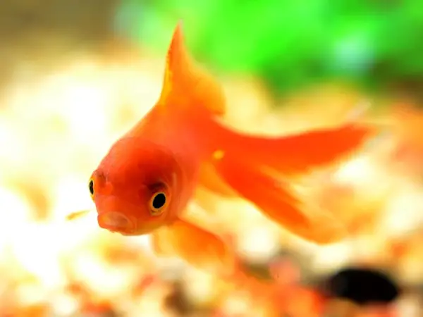 Goldfish in Chinese Culture and Feng Shui