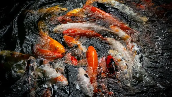 Koi Fish in Chinese Culture and Feng Shui