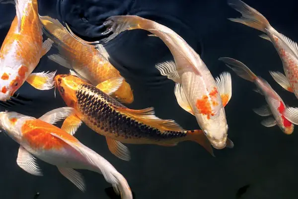 Koi Fish in Chinese Culture and Feng Shui