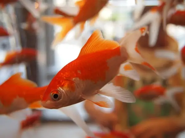 Goldfish in Chinese Culture and Feng Shui