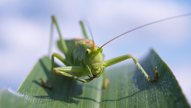 grasshopper