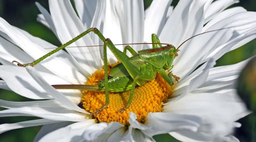 Grasshopper Symbolism in Feng Shui