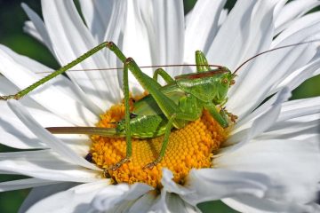 In Chinese culture, most creatures have their own symbolism; one such creature is the grasshopper, known as 蚱蜢 (Zhàměng), whose symbolism has emerged through the ages. It