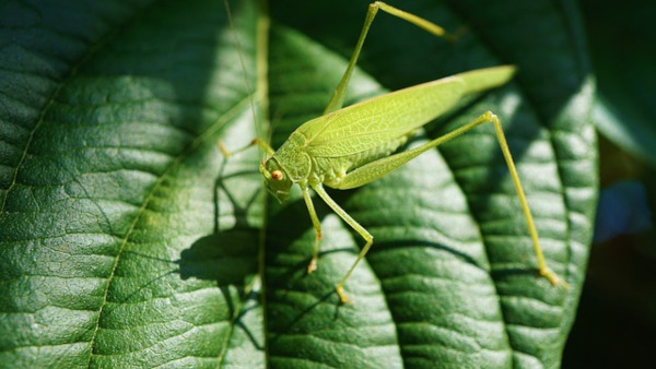 Grasshopper Color Symbolism and Meanings 