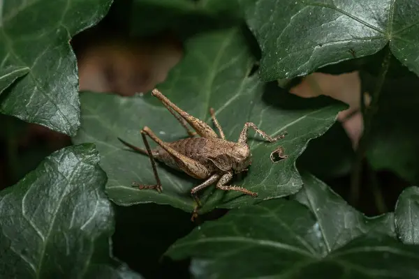 Grasshopper Color Symbolism and Meanings