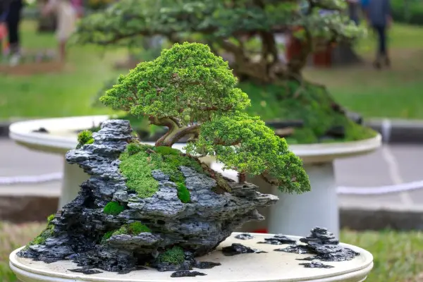 Chinese Elm Bonsai Tree - Styles, Care, Pruning, Problems