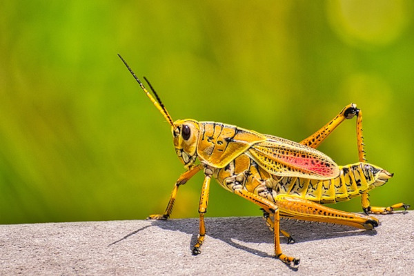 Grasshopper Symbolism in Feng Shui 