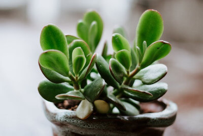 Jade Plant